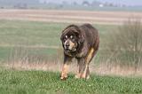 DOGUE DU TIBET 317